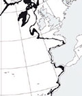 Galeus murinus_02.jpg